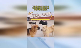 下司犬打架视频,下司犬激烈打斗场面揭秘
